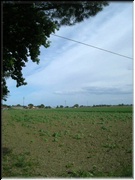 Pisignano_35