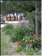Pisignano_68
