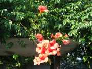 san_lorenzo_010