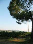 san_lorenzo_011
