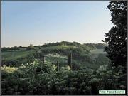 IMG_6051