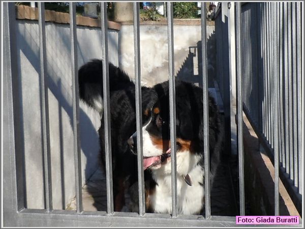 Bertinoro11_029