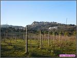 Bertinoro11_008